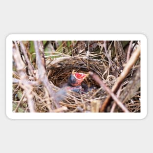 Hungry Baby Northern Cardinal In Its Nest With Its Mouth Wide Opened Sticker